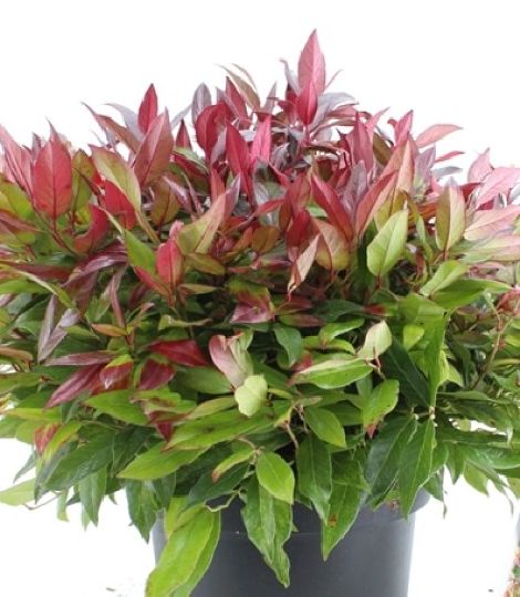 Leucothoe 'Zeblid'